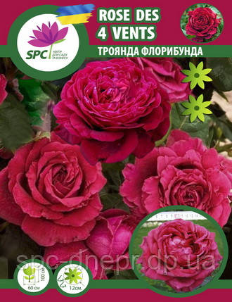 Троянда флорибунда Rose Des 4 Vents (Троянда 4 вітрів)
