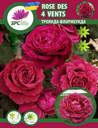 Троянда флорибунда Rose Des 4 Vents (Троянда 4 вітрів)