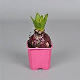 Гиацинт Aiolos / 2 шт., фото 2