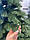 Штучна лита ялинка "Тріумф" 1,8м  зелена новорічна, фото 8