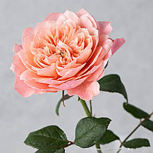 Троянда Мікото (Mikoto) Шраб Японської селекції, фото 3