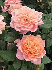 Троянда Мікото (Mikoto) Шраб Японської селекції, фото 3