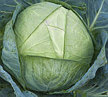 Насіння білокачанної капусти Слава 1305 10 г середньостиглий, фото 2