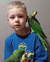 Олександрiйський попугай( Аександрийский попугай)