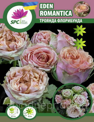 Троянда флорибунда Eden Romantica, фото 1
