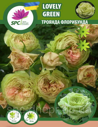 Троянда флорибунда Lovely Green, фото 1