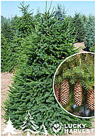 Саджанець Ялини Європейської (Picea abies) у горщіку 1 л. висота 30-35 см. вік 3+ .ТМ LUCKY HARVEST