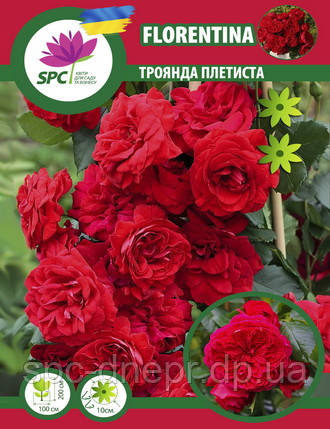 Троянда в'юнка Florentina