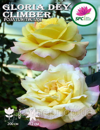 Троянда в'юнка Gloria Dei Climber