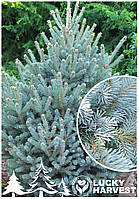 Саджанець Ялини Колючої Блакитної (Picea pungens Glauca) у горщіку 1 л. висота 25-30 см. вік 3+