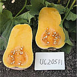 UG 205 F1 насіння гарбуза UniGen Seeds Італія 1000 шт, фото 4