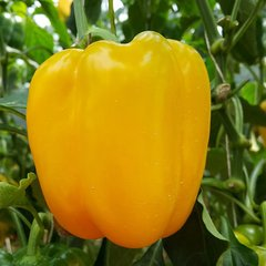 Насіння Перець Солодкий Сонце Італіїі 15 н (від колекціонера)