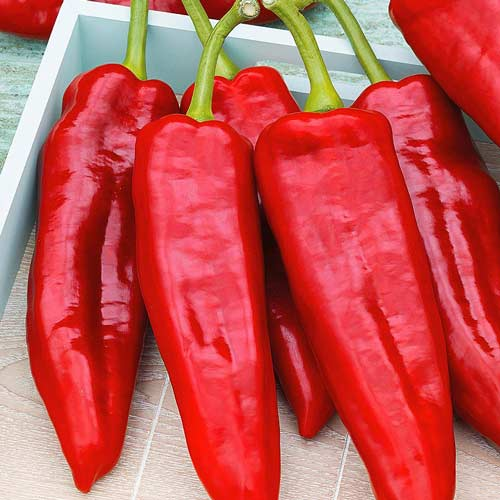 Насіння Перець Солодкий Дольче де Іспанія 15 н ( від колекціонера)