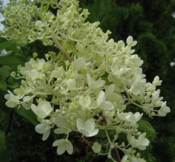Гортензія метильчаста «Grandiflora» 3 року в контейнері 3 л