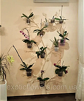 Підставка для квітів на 30 чаш "Дерево настінне-1"