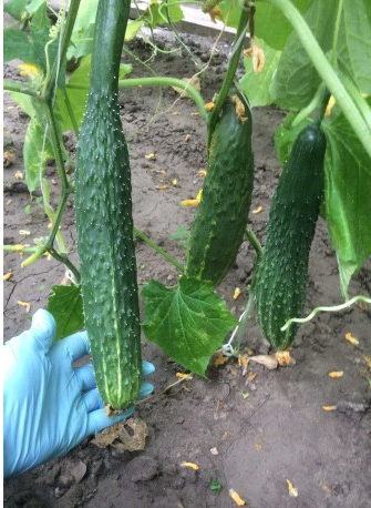 Насіння Огірок Цинь-Чунь 10 нас. (від колекціонера)