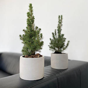 Жива новорічна ялинка Коніка в бетонному горщику 25-30 см