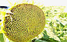 Насіння соняшника Тайгер, Seed Grain Company, SUMO (під Гранстар 50 г.), фото 4