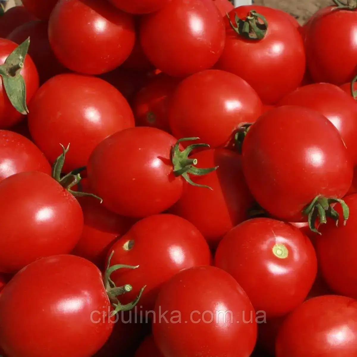 Томат Солороссо F1 Nunhems Zaden/Нідерланди 20 шт, фото 1