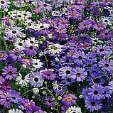 Брахікома Палермо суміш 0.2 г (ромашка, астра, маргаритка), GL Seeds, фото 3