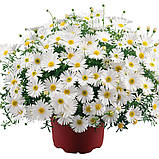 Брахікома Палермо суміш 0.2 г (ромашка, астра, маргаритка), GL Seeds, фото 2