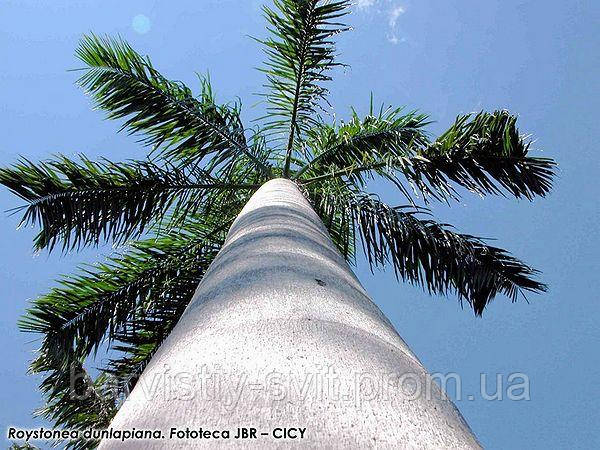 Королівська пальма Данлапа насіння - Roystonea dunlapiana 2 шт - фото 3 - id-p1725577827