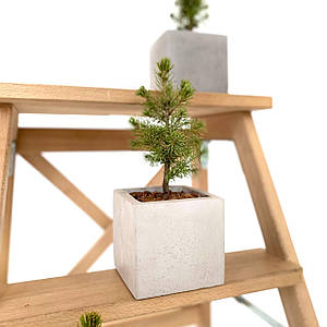 Жива новорічна ялинка Коніка в бетонному горщику 35 см