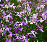 Насіння Маттіоли 20 г, фото 2