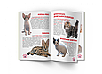 Велика книжка. Кошеня (9789669367709), фото 5