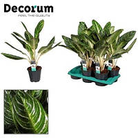 Рослина Aglaonema Keylime (decorum)