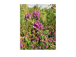 Кормові трави