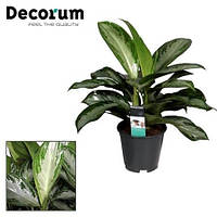 Рослина Aglaonema Silver Bay (decorum)