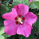 Саджанці Гібіскуса сирійського Вудбрідж (Hibiscus syriacus Woodbridge) Р9, фото 2