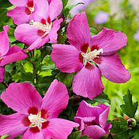 Саджанці Гібіскуса сирійського Вудбрідж (Hibiscus syriacus Woodbridge)