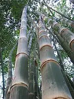 Железный бамбук, тропический бамбук, гигантский бамбук семена - Dendrocalamus strictus 3 шт