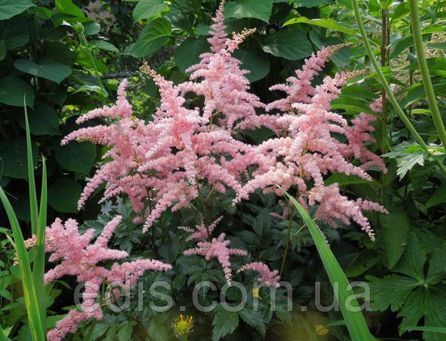 Астильба Бресинхем Б'юті фото
