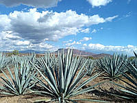 БЛАКИТНА АГАВА Американа толіман насіння - Agave americana 'Toliman Blue' 3 шт