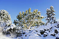 Воронкоплодный эвкалипт семена - Тасманийская снежная камедь - Tasmanian Snow Gum - Eucalyptus coccifera 3 шт