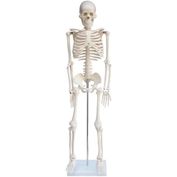 Скелет людини 85см, фото 1