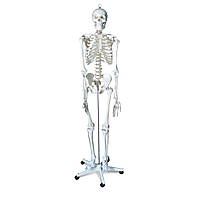 Модель скелета 180 см