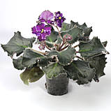 Midnight Frolic, фото 2