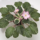 Strawberry Daiquiri, фото 2