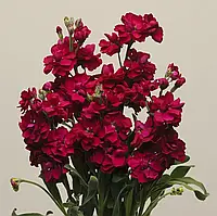 Семена Левкой Матиола Кэтс Рубиновый-20шт Pan American flowers, США