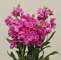Семена Левкой Матиола Кэтс Розовый-20шт Pan American flowers, США