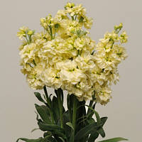 Семена Левкой Матиола Кэтс Желтый-20шт Pan American flowers, США