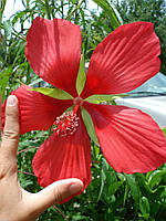 Техасский звездный гибискус семена - Гибискус кокциновый - Hibiscus coccineus 3 шт