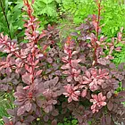 Саджанці Барбариса Тунберга Пінк Квін (Pink Queen) Р9, фото 2