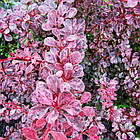 Саджанці Барбариса Тунберга Пінк Квін (Pink Queen) Р9, фото 3