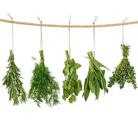 Пряні трави