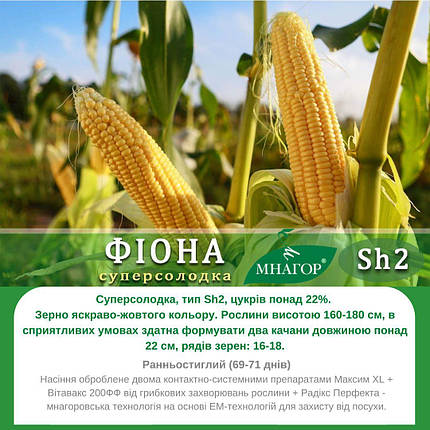 Насіння цукрової кукурудзи Фіона F1 50 шт, Мнагор, фото 2